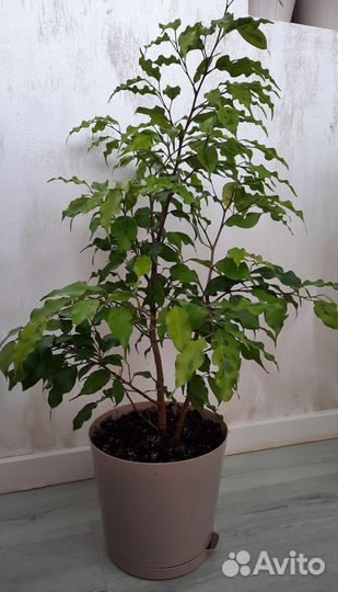 Фикус бенджамина