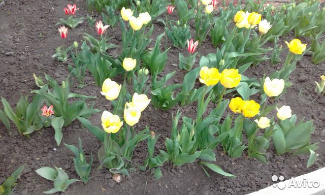 Участок 9,3 сот. (ИЖС)