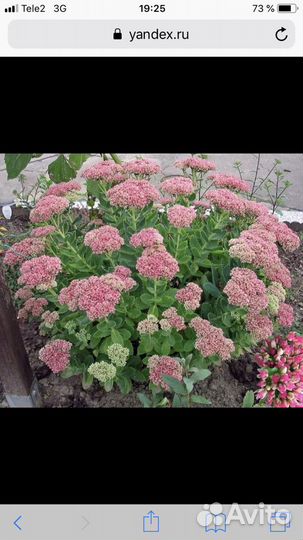 Многолетники