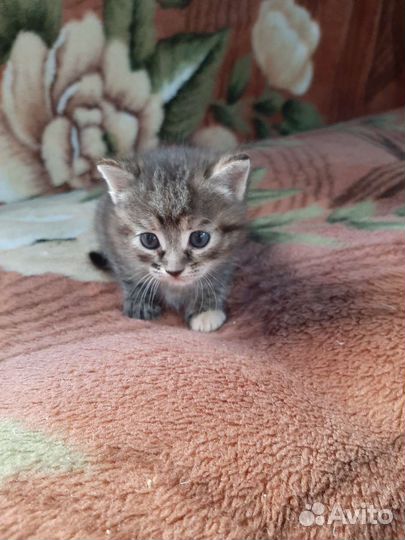 Котёнок - мальчик