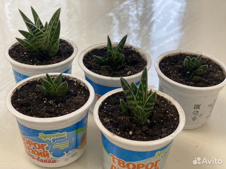 Суккуленты