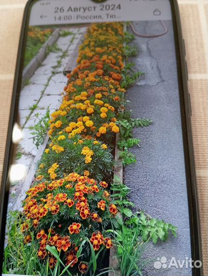 Семена бархатцев