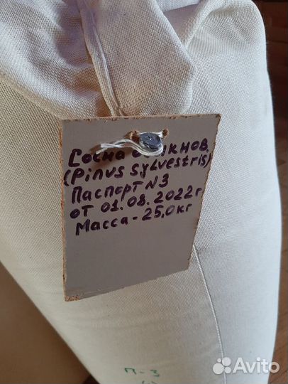 Семена ели от производителя