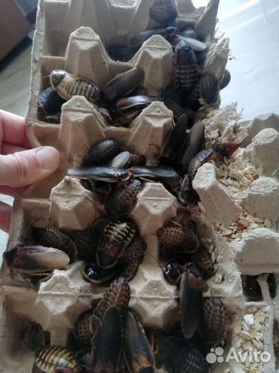 Аргентинский таракан