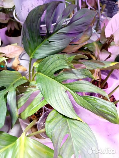 Монстера siam moon