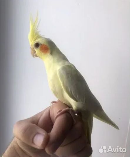Попугай корелла ручные