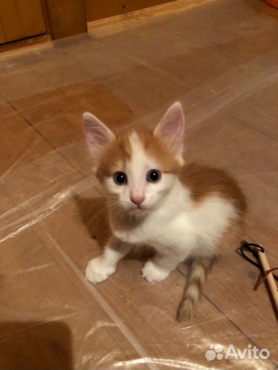 Рыжий котенок девочка