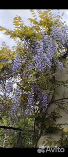 Акация Ленкоранская, Глициния, Текома, Гибискус