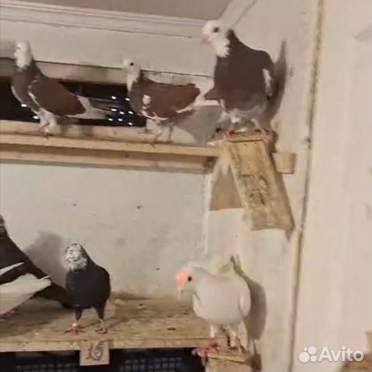 Голуби Бакинские бойные широкохвостые