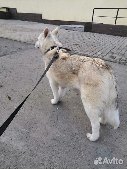Собаки в добрые руки