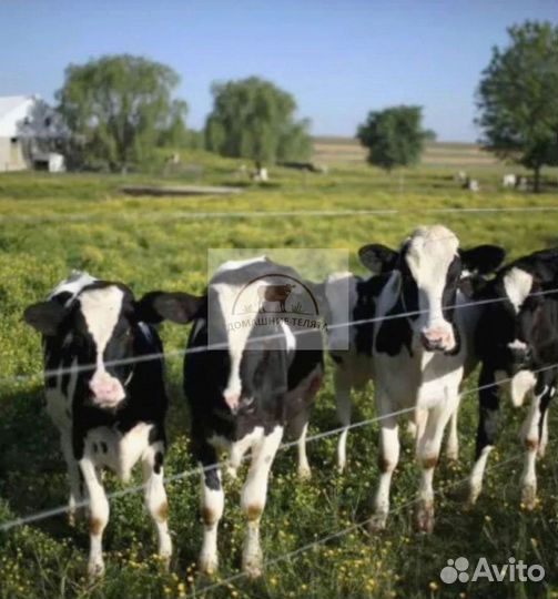 Бычки, телята на корм