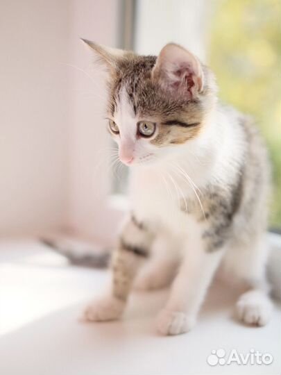 Серо белый котенок