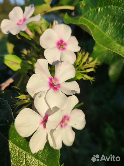 Флоксы сортовые разные