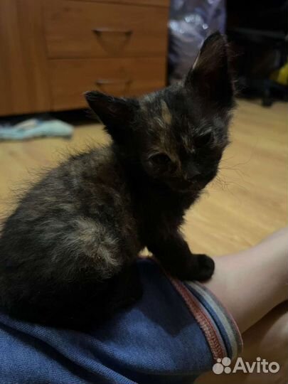 Донской сфинкс