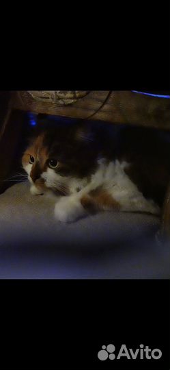 Кошечка в добрые руки