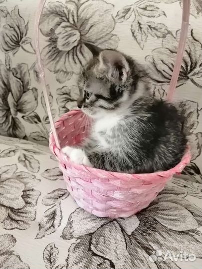 Котенок в добрые руки