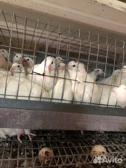 Перепела продажа инкубационное яйцо