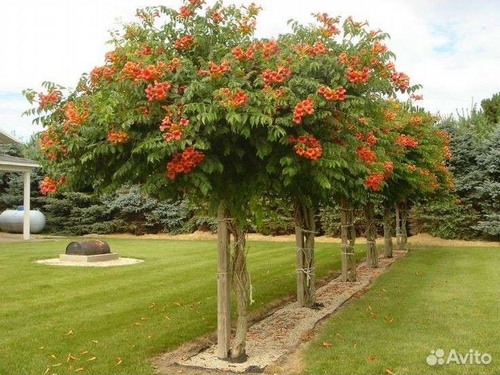 Саженцы кампсиса