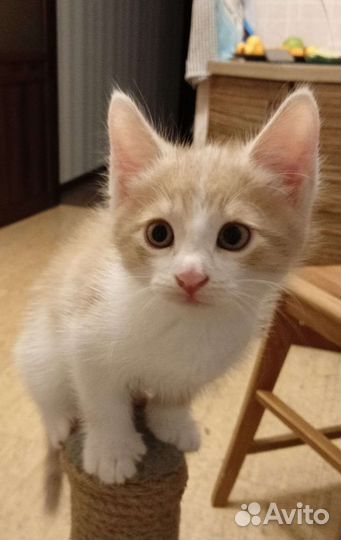 Кошки в добрые руки