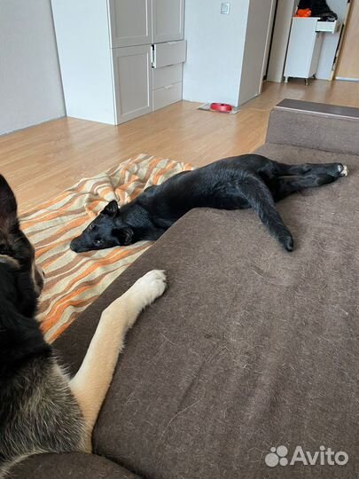 Собака в добрые руки