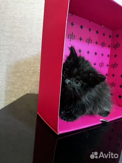 Отдам котенка в добрые руки