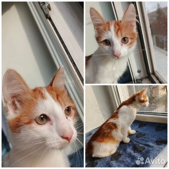 Котята мальчики