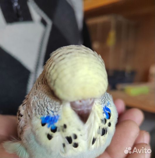 Птенцы ввп чехи