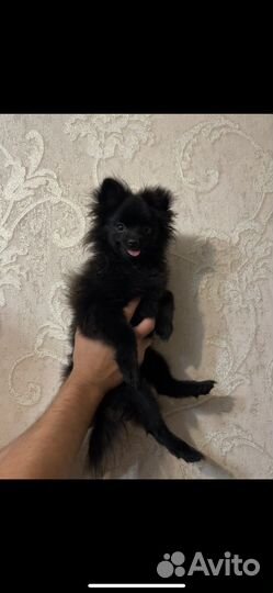 Щенки шпица