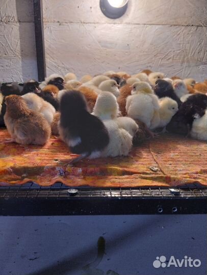 Цыплята подрощенные доминанты 18 мая 1 месяц