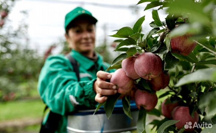 Сборщик яблок в саду. Вахта