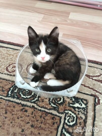 Котенок девочка в добрые руки приучена к лотку