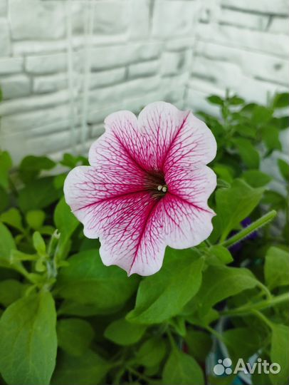 Рассада каскадной, ампельной петунии