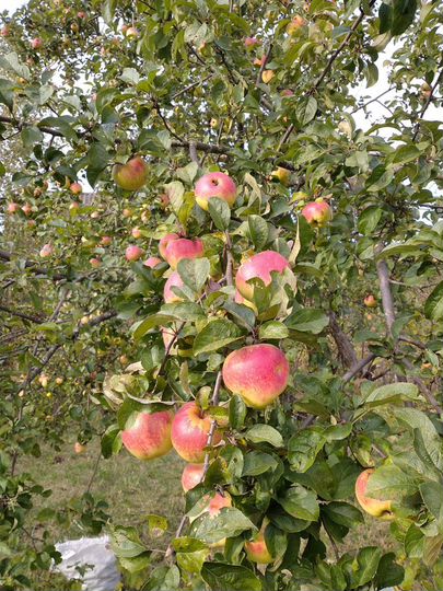 Участок 6 сот. (СНТ, ДНП)