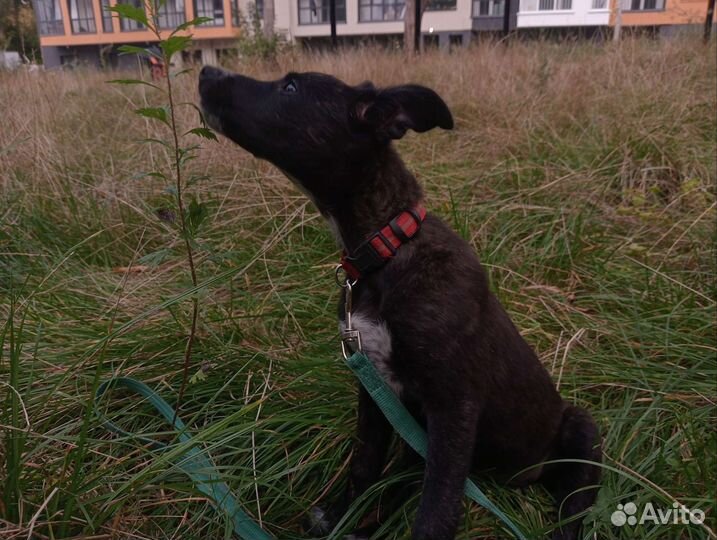 Красивый щеночек-девочка ищет дом