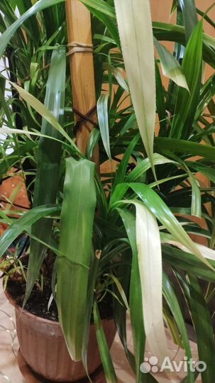 Панданус или винтовая пальма