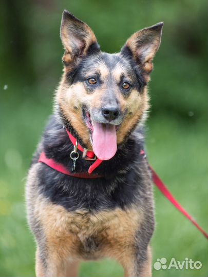 Семейная мини-овчарка Джоли в добрые руки