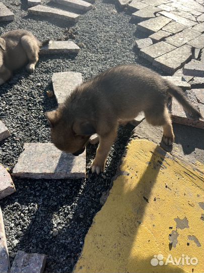 Собаки бесплатно в добрые руки