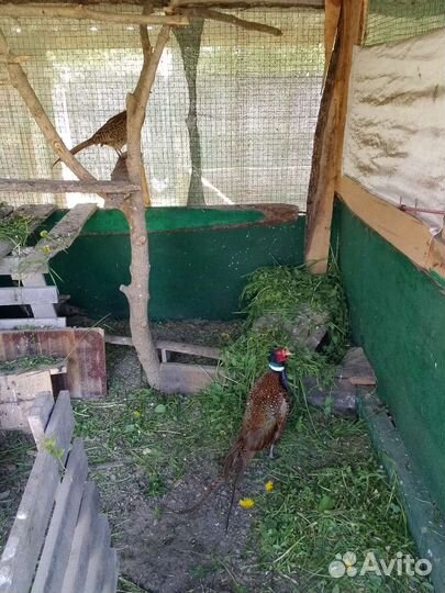 Яйцо фазана