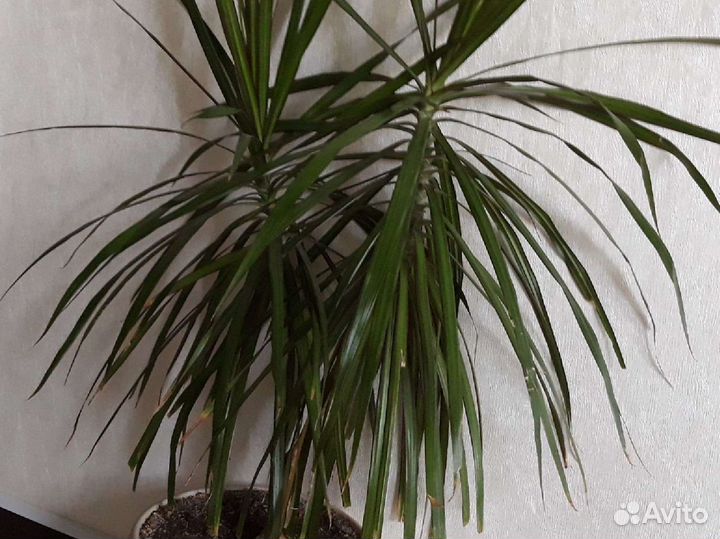 Пальма драцена