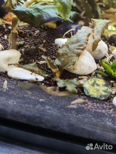 Криптокорина Вендта