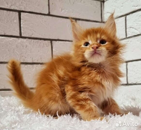 Котята мейн-кун
