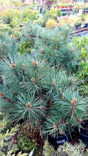 Сосна горная