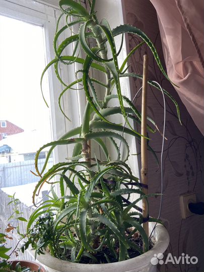 Комнатные цветы алоэ