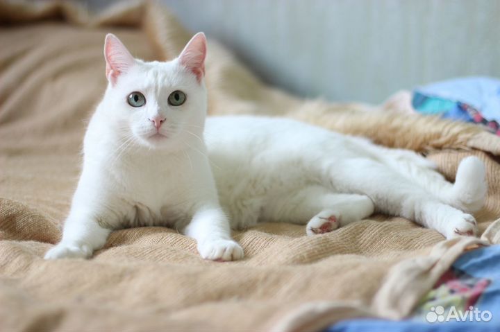 Домашняя передержка приют зоогостиница для кошек