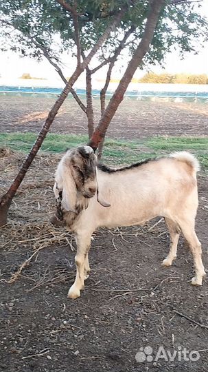 Козёл нубо-камори