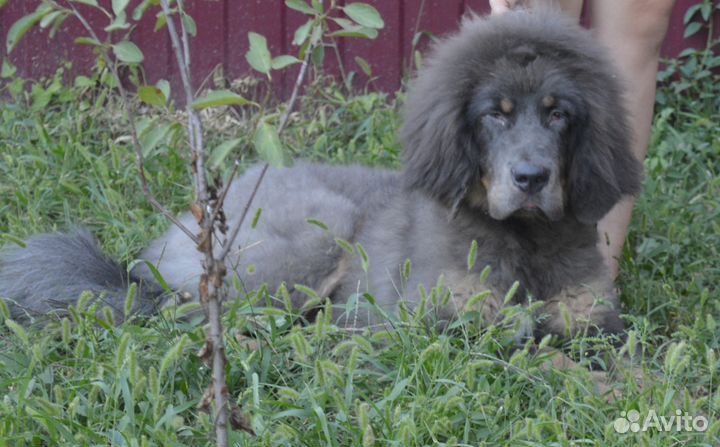 Тибетский мастиф- готовый охранник