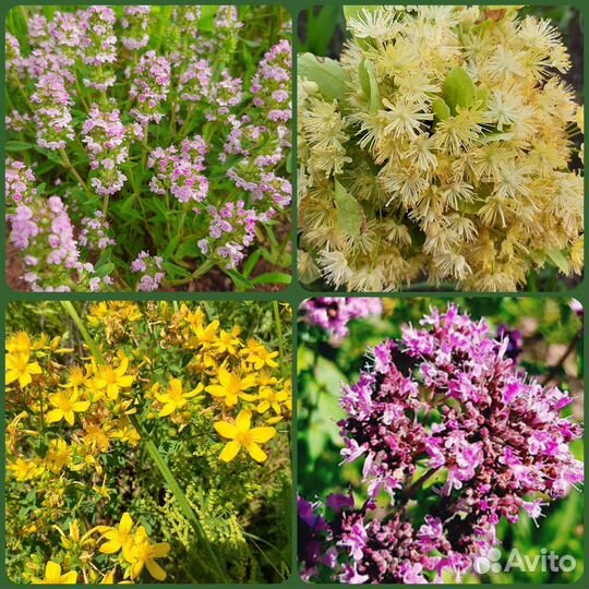 Чабрец,Зверобой,Душица. Мед. сбор 2023 года