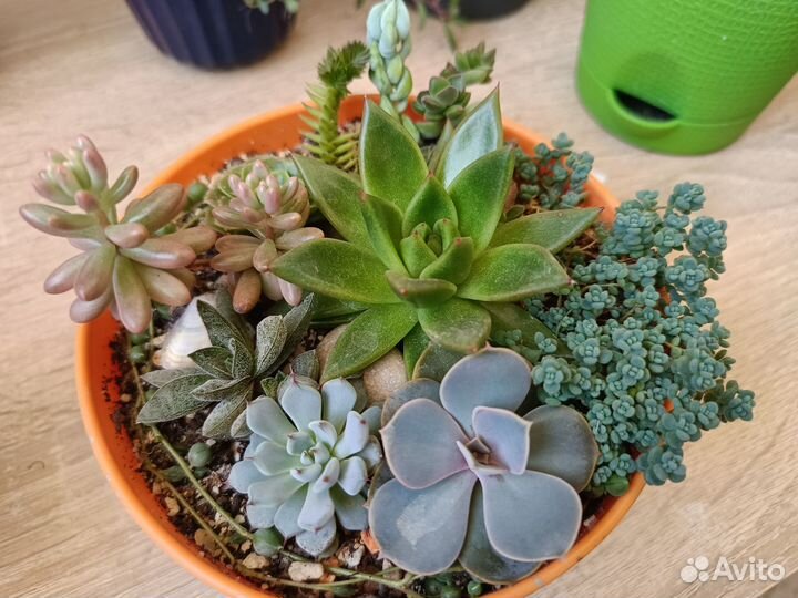 Суккуленты композиции