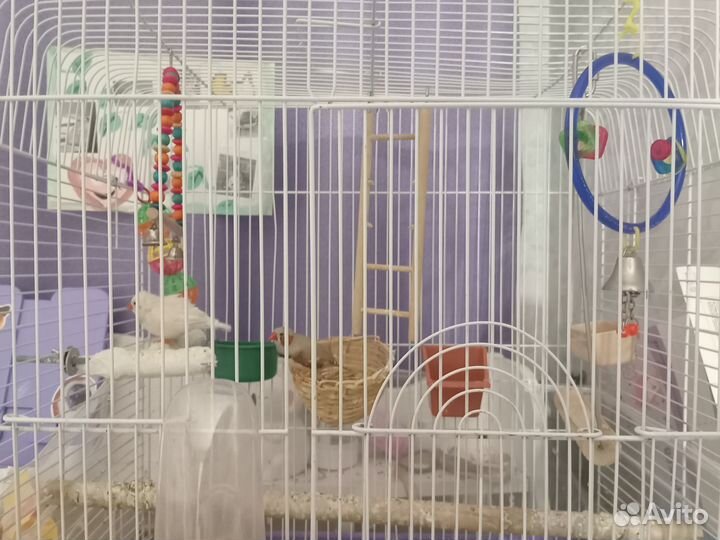 Птицы амодина зебровая