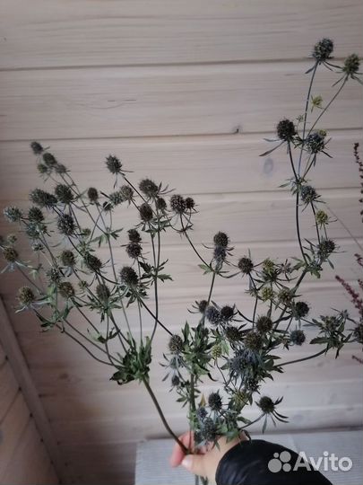 Статица сухоцвет